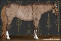 Horse Color:Liver Red Dun Rabicano Brindle