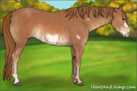 Horse Color:Chestnut and Chestnut Frame