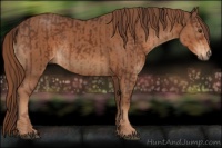 Horse Color:Liver Chestnut  and Chestnut 