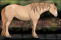 Horse Color:Gold Champagne Splash 