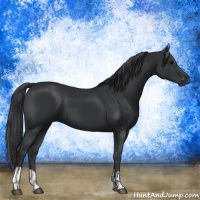 Horse Color:Black and Black