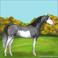 Horse Color:Blue Roan Splash 