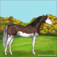 Horse Color:Bay Roan Splash 