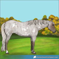 Horse Color:White Spotted Silver Blue Roan 
