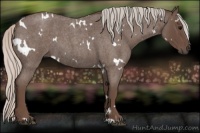 Horse Color:White Spotted Silver Blue Roan 
