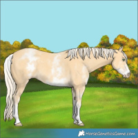 Horse Color:White Spotted Gold Cream Champagne 