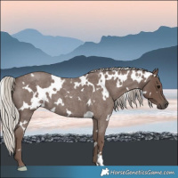 Horse Color:White Spotted Silver Blue Roan 