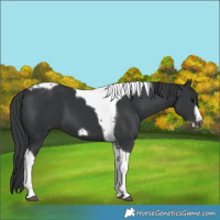 Horse Color:Black Tobiano Frame 