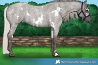 Horse Color:White Spotted Silver Blue Roan 
