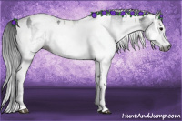 Horse Color:Gray White Spotted Black  and Gray White Spotted Grullo 