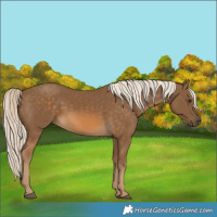 Horse Color:Chocolate Palomino 
