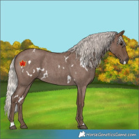 Horse Color:White Spotted Silver Blue Roan 