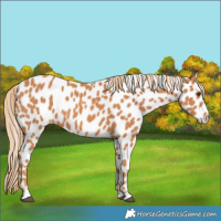Horse Color:Chestnut Appaloosa 