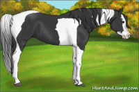 Horse Color:Black Splash Tobiano 