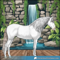 Horse Color:White Spotted Liver Chestnut Tobiano Appaloosa 