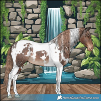 Horse Color:White Spotted Liver Chestnut Tobiano Appaloosa 