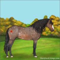 Horse Color:Unknown 