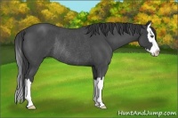 Horse Color:Smoky Blue Roan Splash Rabicano 