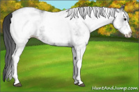 Horse Color:White Spotted Black