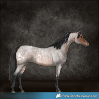 Horse Color:White Spotted Brown Roan