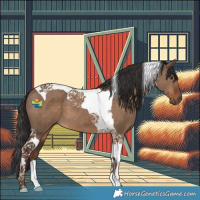 Horse Color:Liver Red Dun Tobiano 
