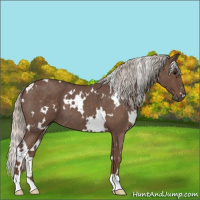 Horse Color:White Spotted Silver Blue Roan 