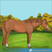 Horse Color:Chestnut 