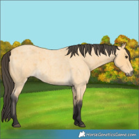 Horse Color:Buckskin Roan 