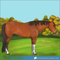 Horse Color:Bay Tobiano Rabicano 