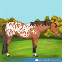 Horse Color:Bay Near Leopard 