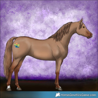 Horse Color:Red Dun 