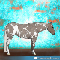 Horse Color:White Spotted Silver Blue Roan 