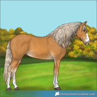 Horse Color:Palomino