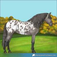 Horse Color:Grullo Near Leopard 