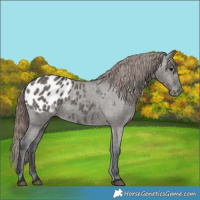 Horse Color:Grullo Appaloosa 