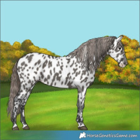 Horse Color:Grullo Appaloosa 