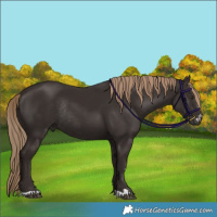 Horse Color:Liver Chestnut Rabicano