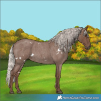 Horse Color:White Spotted Silver Blue Roan 