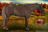 Horse Color:Liver Chestnut Rabicano