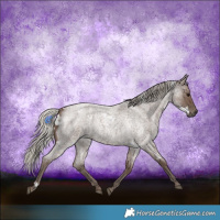 Horse Color:White Spotted Silver Blue Roan 