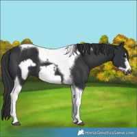 Horse Color:Black Tobiano Frame