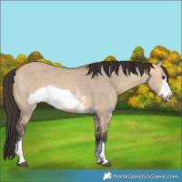 Horse Color:Bay Dun Sabino Frame Rabicano 