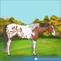 Horse Color:Bay Splash Tobiano Appaloosa 