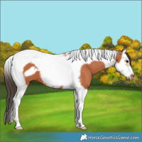 Horse Color:Bay Splash Tobiano Frame 