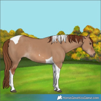 Horse Color:Red Dun Tobiano Rabicano 