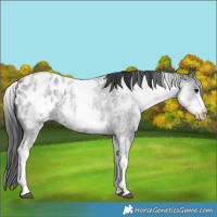 Horse Color:White Spotted Blue Roan Appaloosa 