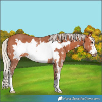 Horse Color:Silver Bay Sabino Frame Rabicano 