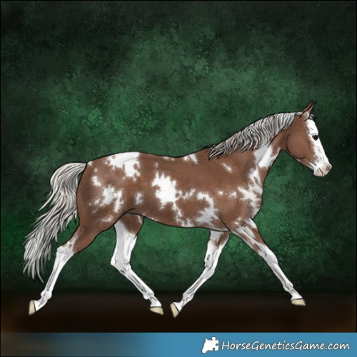 Horse Color:White Spotted Silver Black Splash 