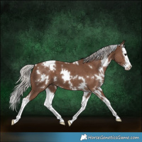 Horse Color:White Spotted Silver Black Splash