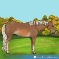 Horse Color:Chocolate Palomino 